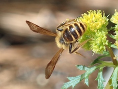 Andrena auricoma