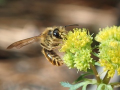 Andrena auricoma