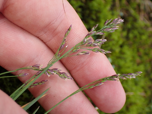 Poa flexuosa observed 2024-07-08