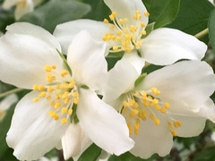 Philadelphus lewisii