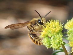 Andrena auricoma