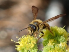 Andrena auricoma