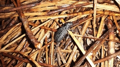 Polypleurus perforatus