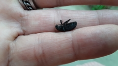 Polypleurus perforatus