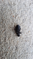 Polypleurus perforatus