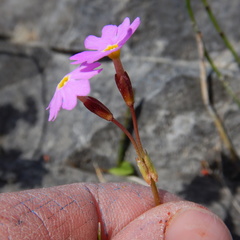 Primula nutans