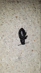 Polypleurus perforatus