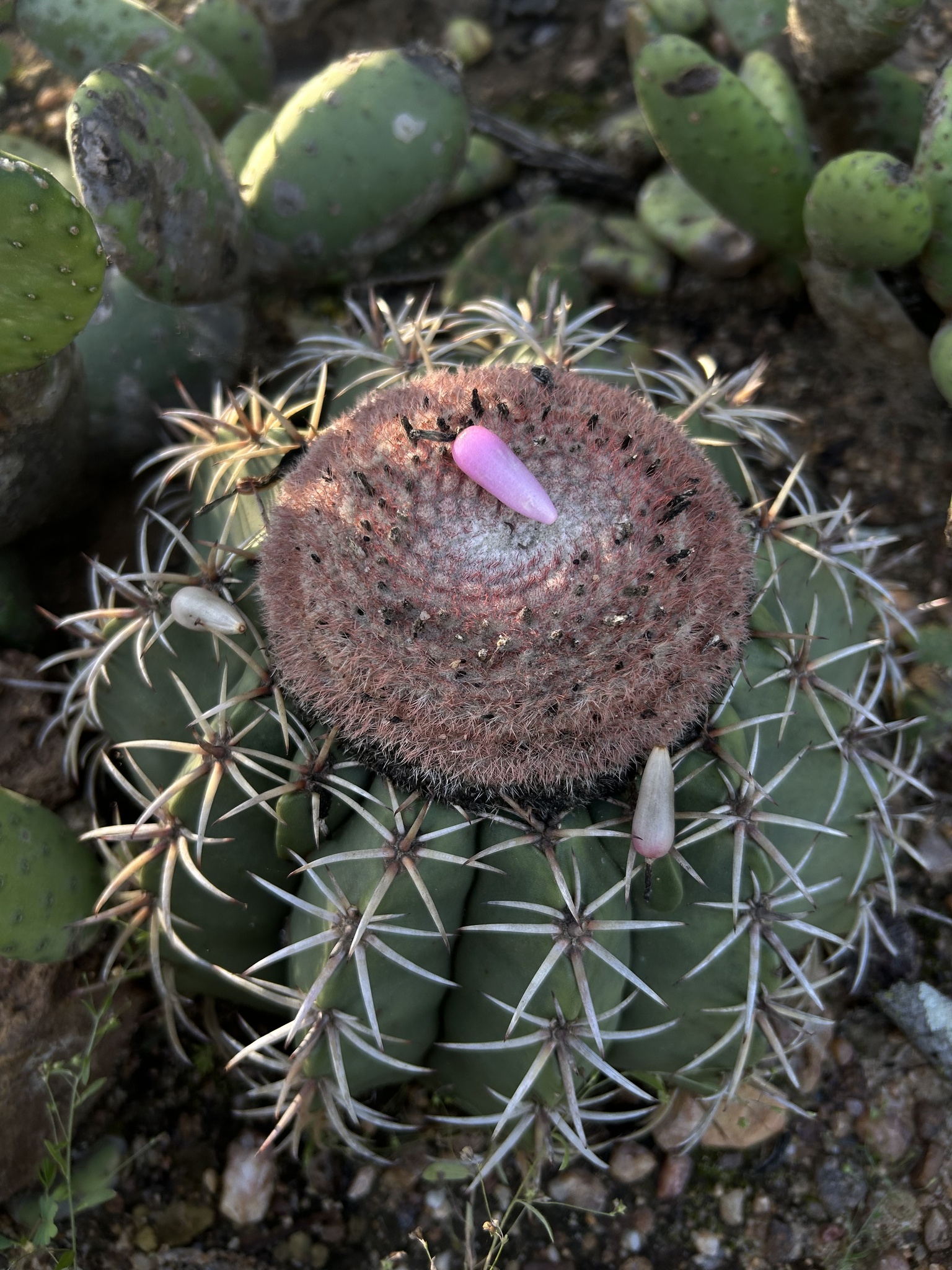 Melocactus zehntneri