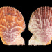 Dwarf Fan Shell - Photo (c) Michael Bommerer, some rights reserved (CC BY), uploaded by Michael Bommerer