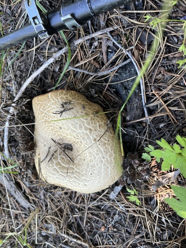 iNaturalist observation photo of western bitter bolete
