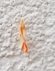 Otiocerus coquebertii