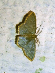 Chloropteryx
