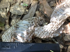 Pantherophis obsoletus