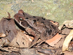 Rhinella crucifer