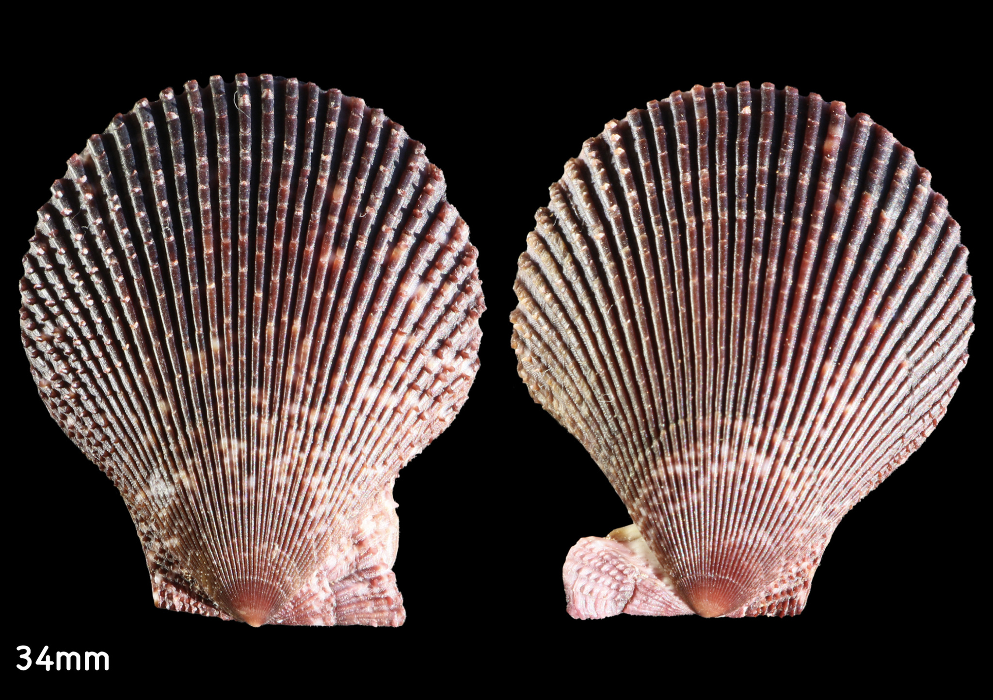 Mimachlamys varia