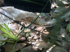 Pantherophis obsoletus