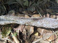 Pantherophis obsoletus
