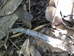 Pantherophis obsoletus