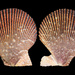 Variegated Scallop - Photo (c) Michael Bommerer, some rights reserved (CC BY), uploaded by Michael Bommerer