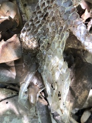 Pantherophis obsoletus