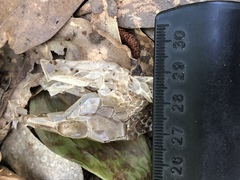 Pantherophis obsoletus