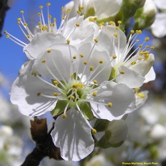 Prunus maritima