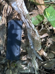 Pantherophis obsoletus