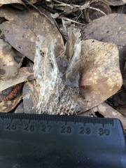 Pantherophis obsoletus