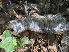 Pantherophis obsoletus