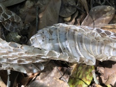Pantherophis obsoletus