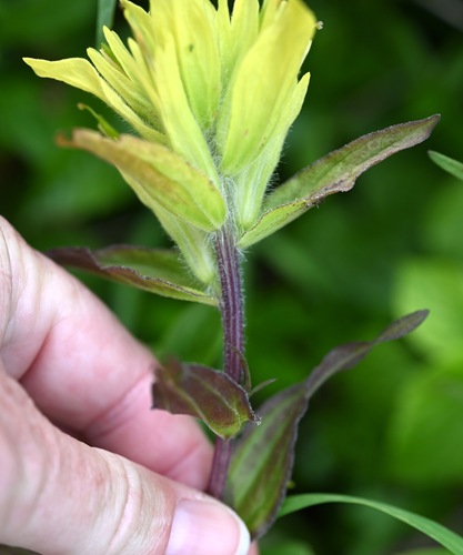 Image of Castilleja unalaschcensis by (c) Amber M. King, some rights reserved (CC BY)