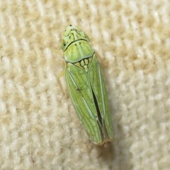 Graphocephala cythura