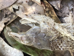 Pantherophis obsoletus