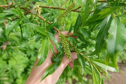 Image of Salix udensis by (c) Валерия Ковалева, some rights reserved (CC BY)