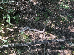 Pantherophis obsoletus