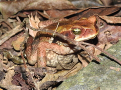 Rhinella crucifer
