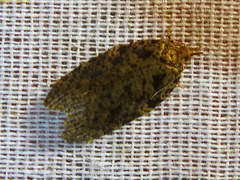 Polyortha