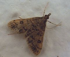 Dolicharthria bruguieralis