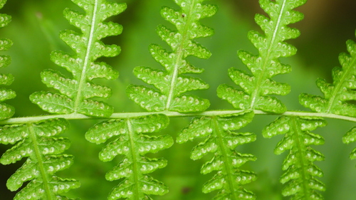 Image of Coryphopteris simulata by (c) Dan MacNeal, some rights reserved (CC BY)
