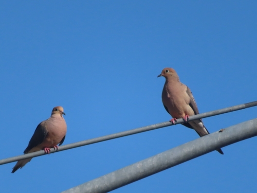 Mourning Dove photographed in Nebraska