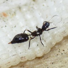 Franklinothrips vespiformis