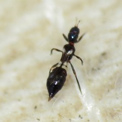 Franklinothrips vespiformis
