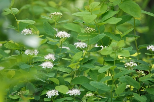 Image of Spiraea beauverdiana by (c) Валерия Ковалева, some rights reserved (CC BY)