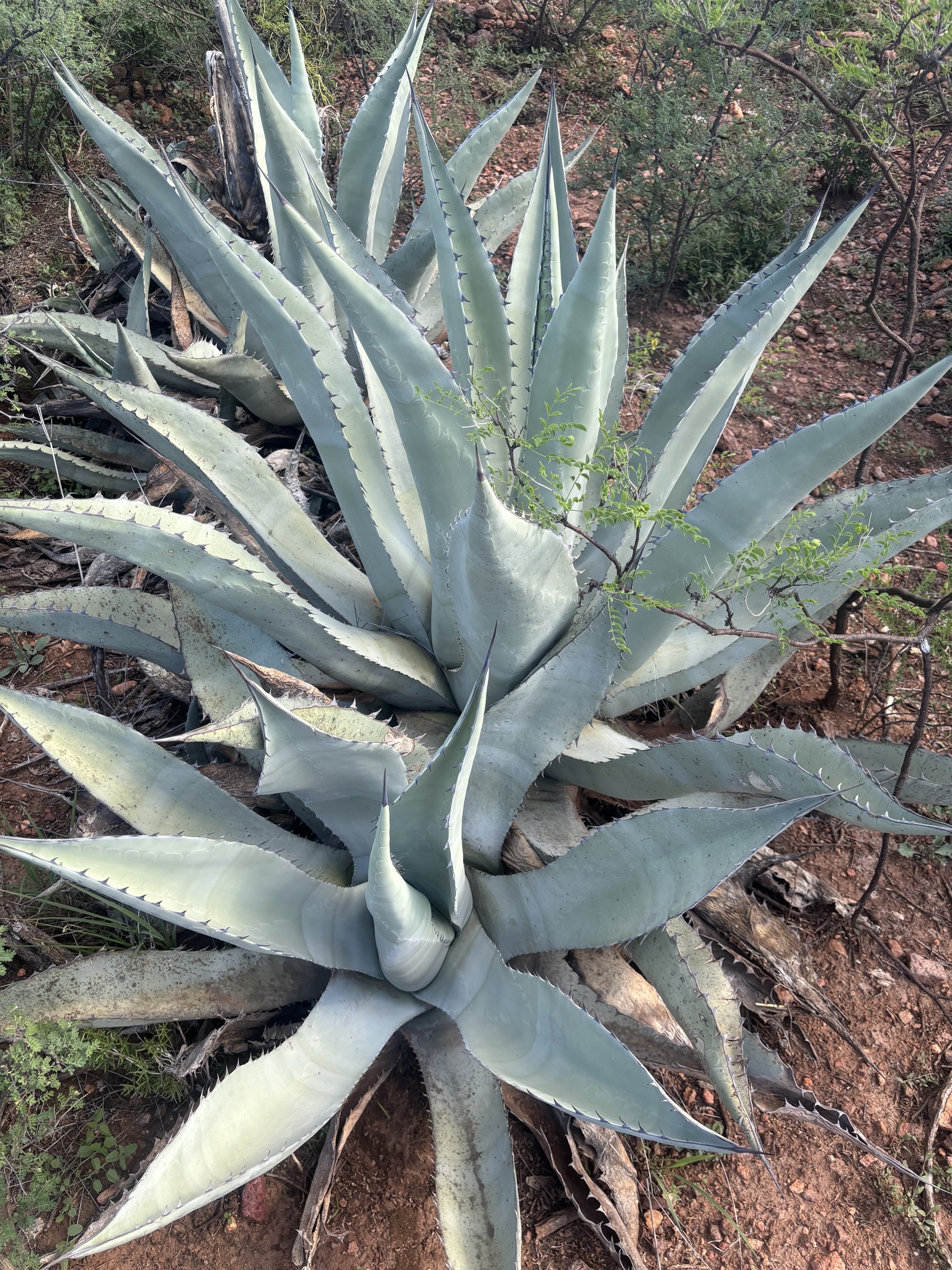 Agave asperrima
