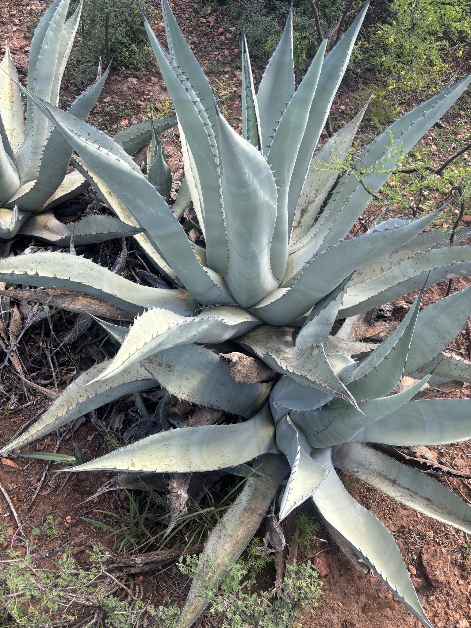Agave asperrima