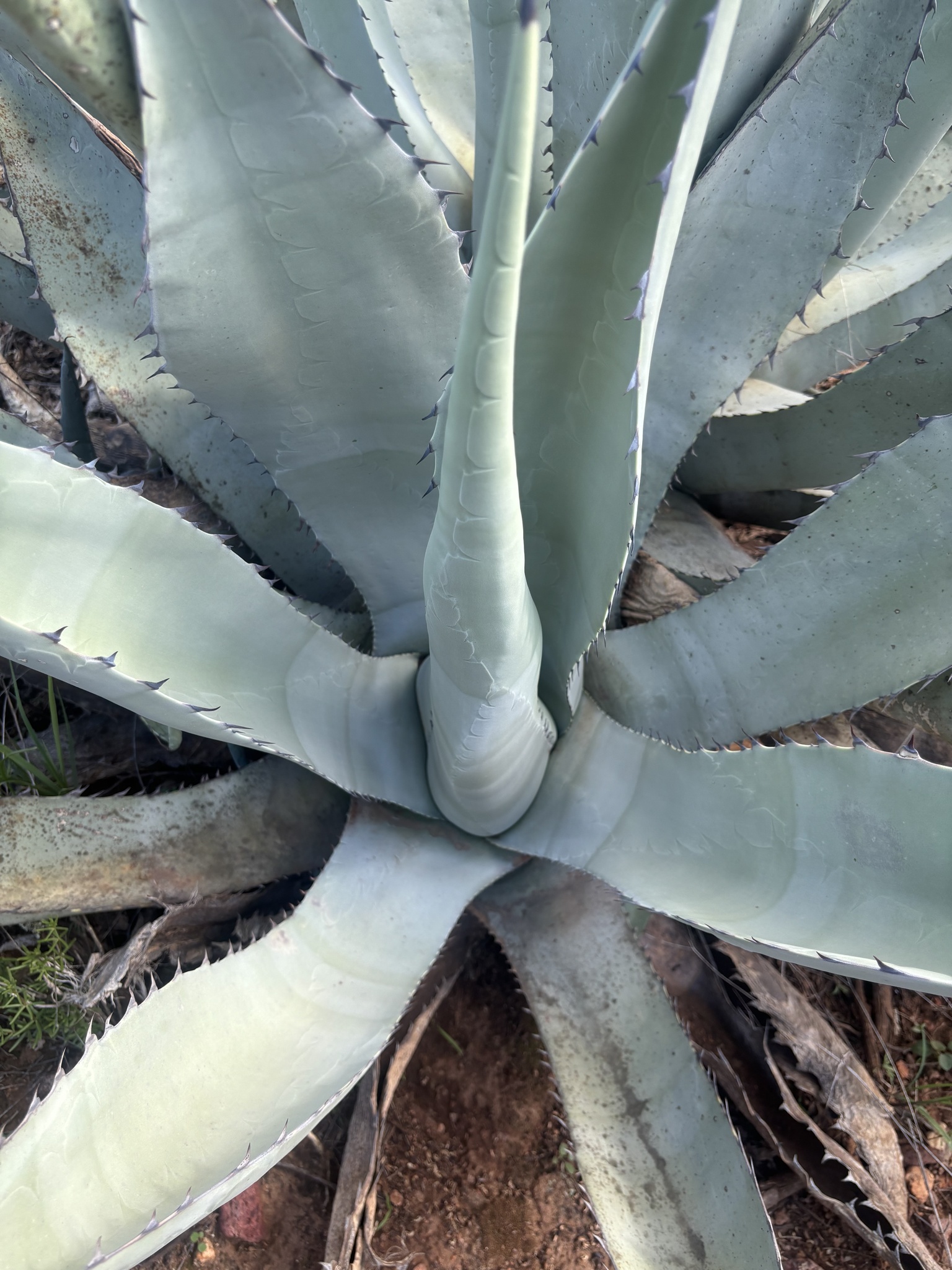 Agave asperrima