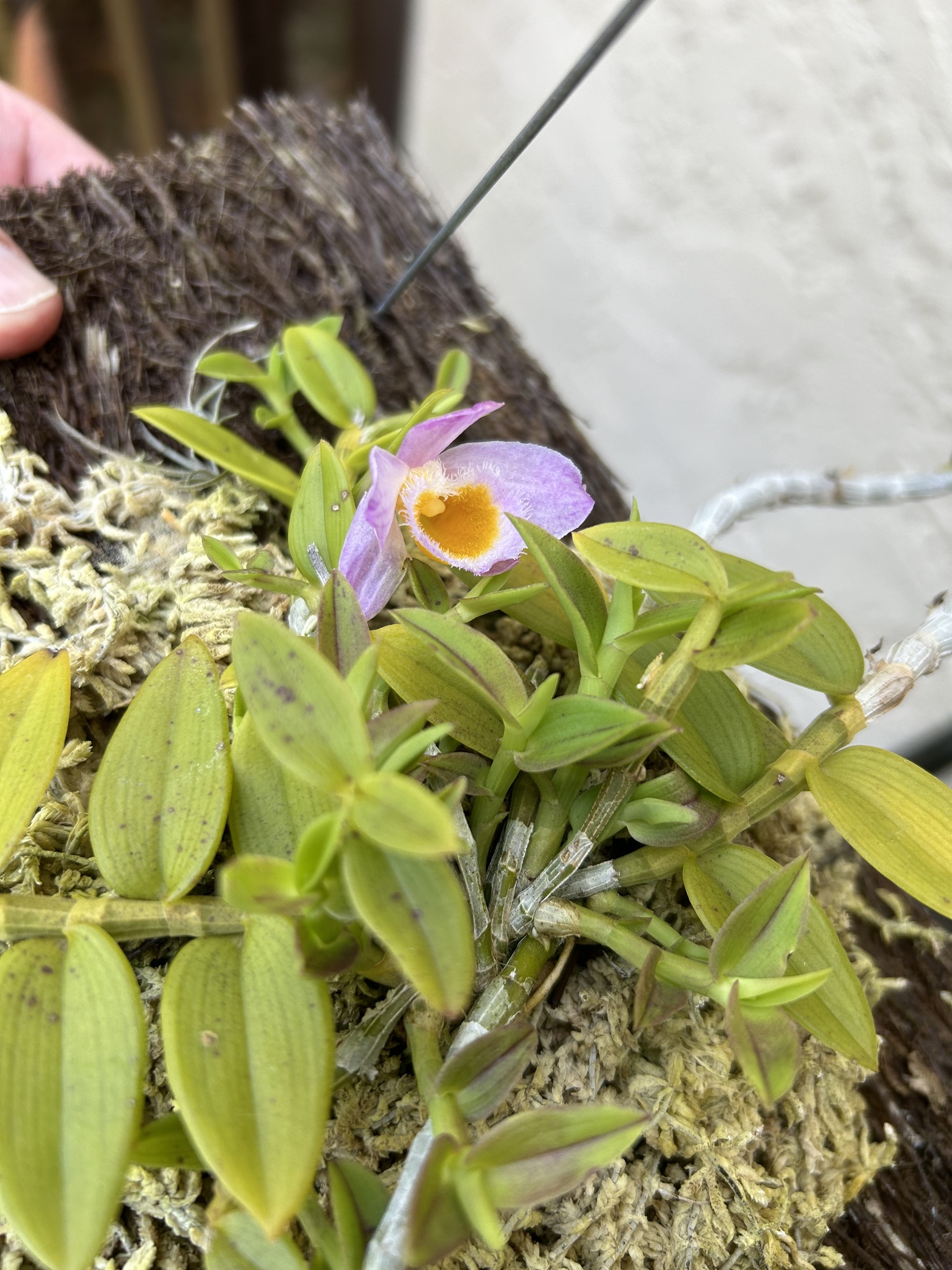 Imagem de Orquídea bambu