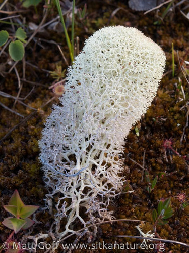 Star-tipped Reindeer Lichen