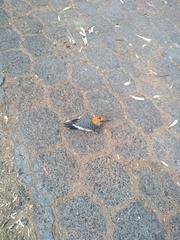 Melanerpes aurifrons