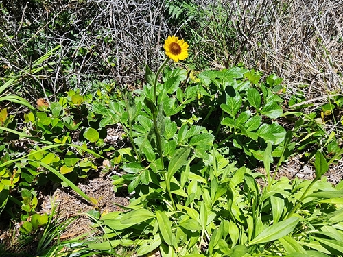 Image of Helenium bolanderi by (c) Kaden Slone, some rights reserved (CC BY)